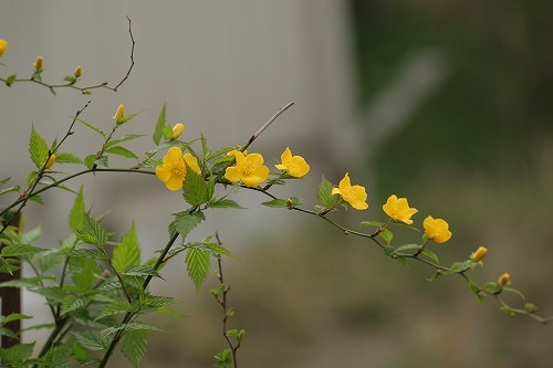 c0186463_0175575.jpg