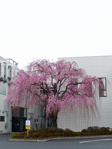 b0180764_2345431.jpg