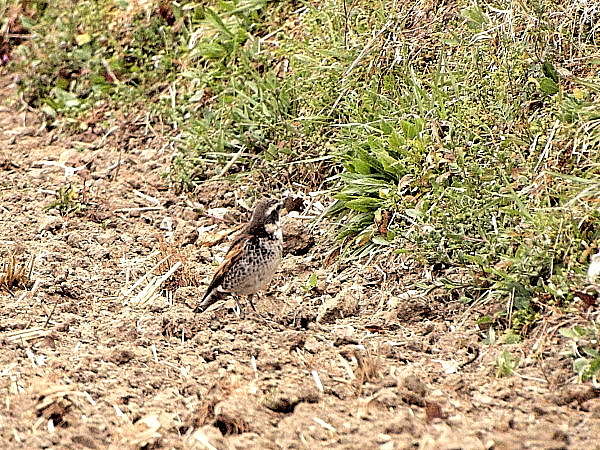 f0215964_17232051.jpg