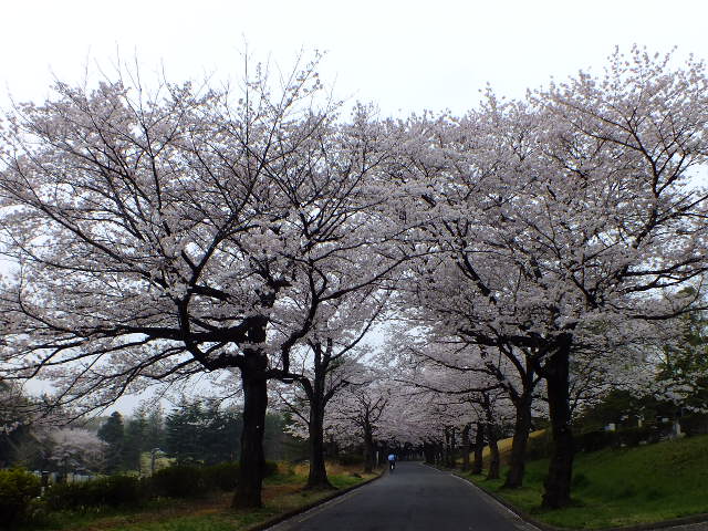 e0145782_6181573.jpg