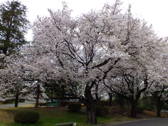 e0145782_6213191.jpg