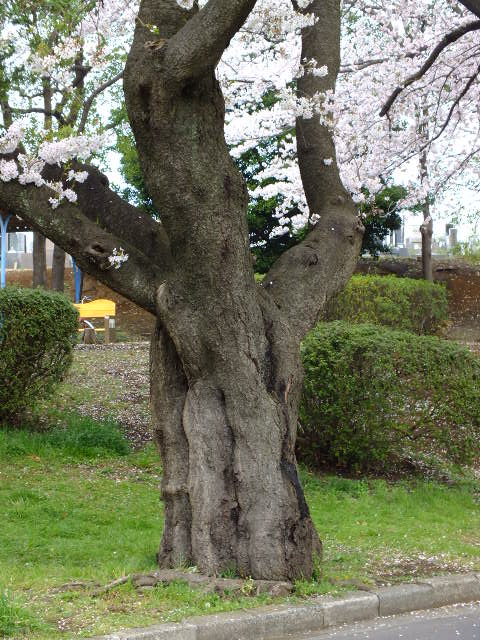 e0145782_622851.jpg