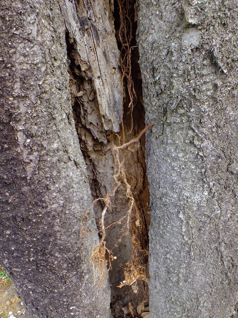 e0145782_6303280.jpg