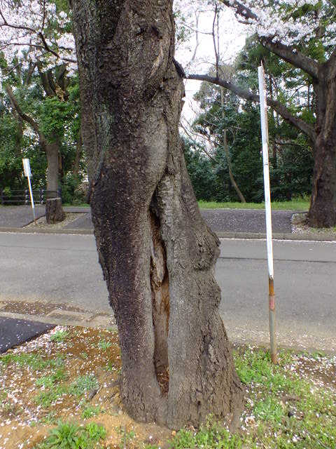 e0145782_6312020.jpg