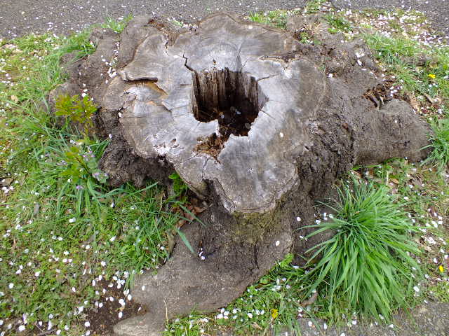 e0145782_636681.jpg