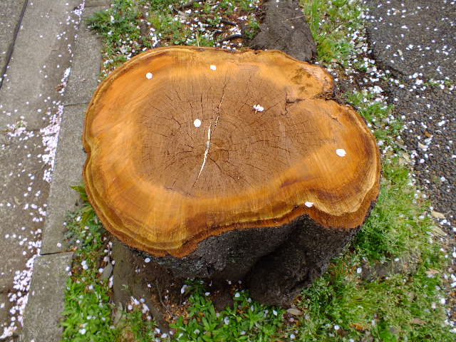 e0145782_6371925.jpg