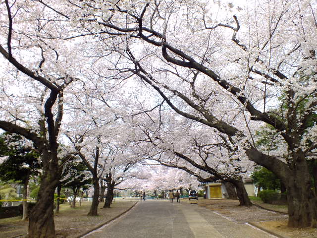 e0145782_6395642.jpg