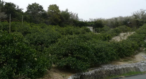 b0029488_0534782.jpg