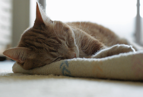 c0193788_9433562.gif
