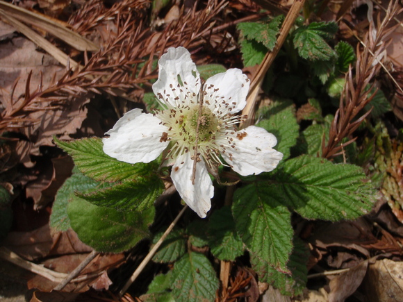 d0034291_1759388.jpg