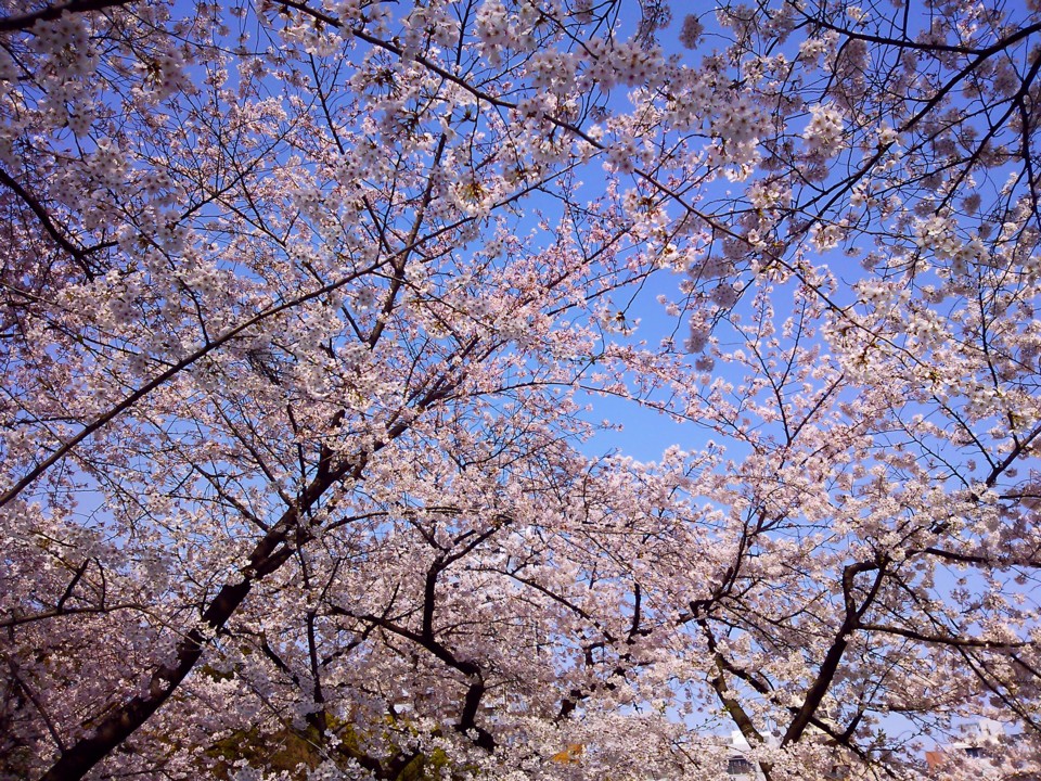 d0016409_5262196.jpg