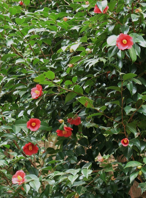 d0154609_10315869.jpg