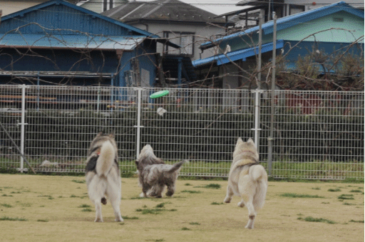b0207615_2318365.gif