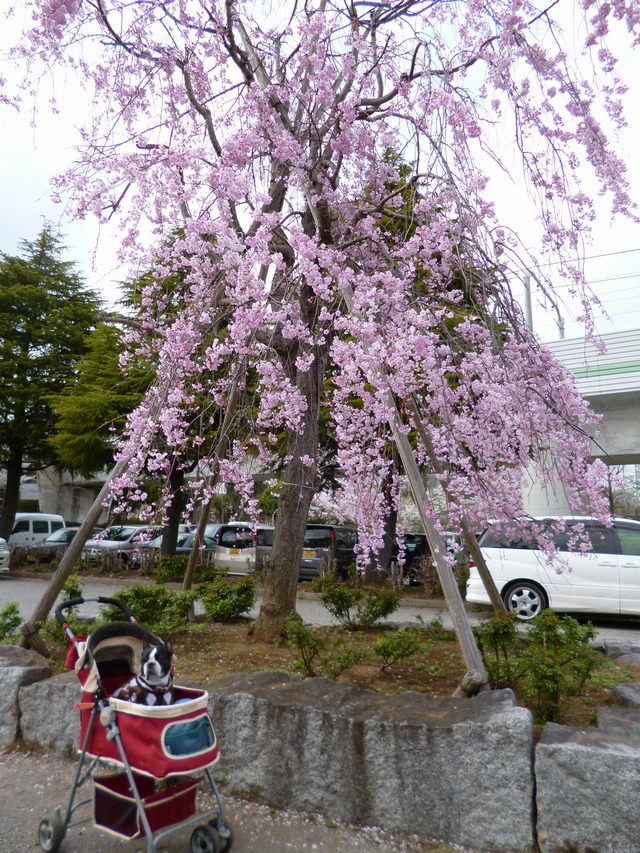 c0280416_2212476.jpg