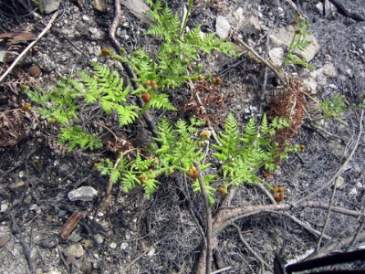 e0110940_042855.jpg