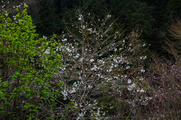 c0147042_8373414.jpg