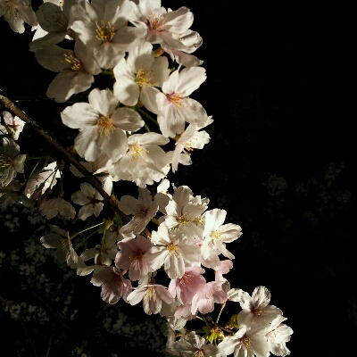 c0198559_1234206.jpg