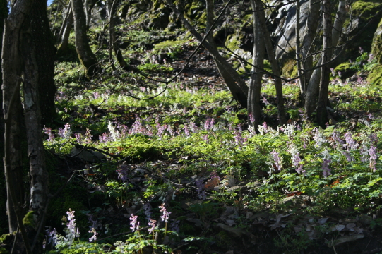 f0077159_5134437.jpg
