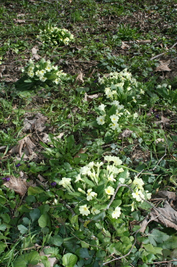f0077159_5165514.jpg