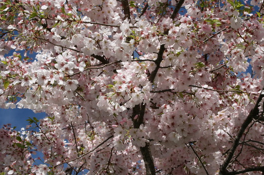 c0115366_14518.jpg