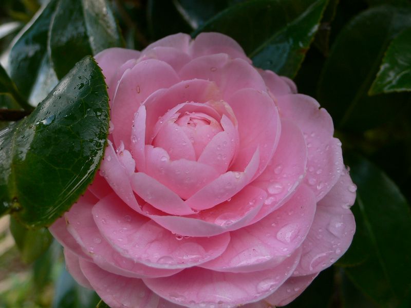 b0042882_141153.jpg