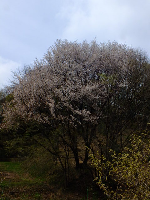 e0145782_5544468.jpg