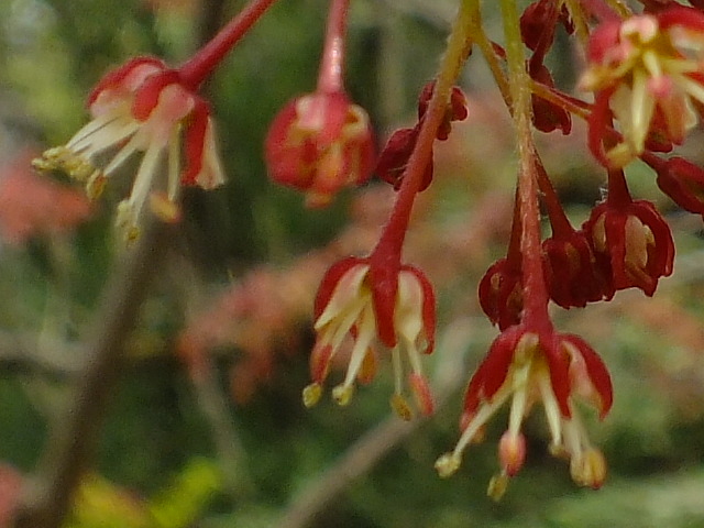e0145782_65204.jpg