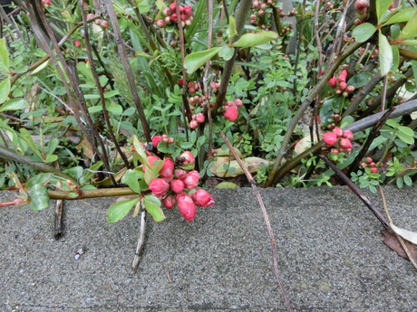 a0203003_15204950.jpg