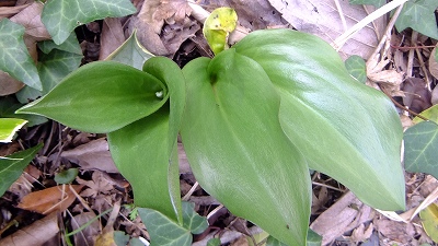 a0188405_18262181.jpg