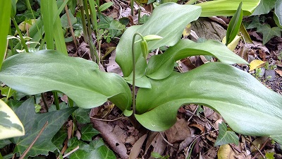 a0188405_18292530.jpg