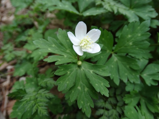 c0042418_9121357.jpg