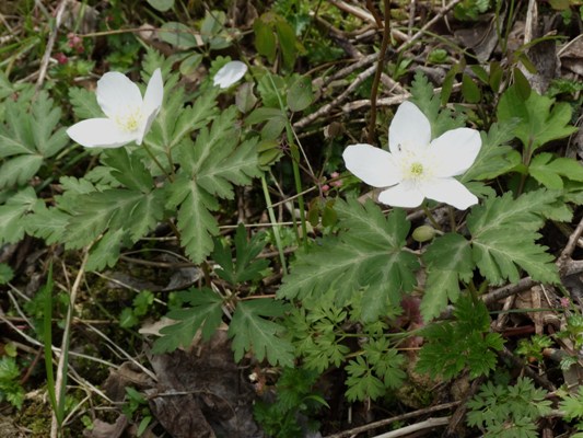 c0042418_9123337.jpg