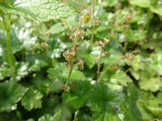 c0042418_9144666.jpg