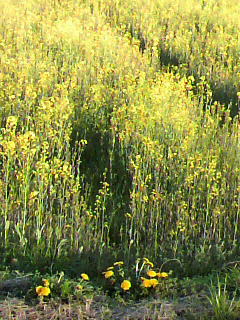f0036223_2203010.jpg