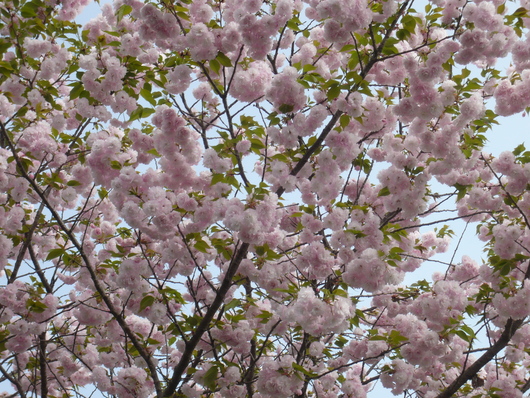 a0206332_1027425.jpg