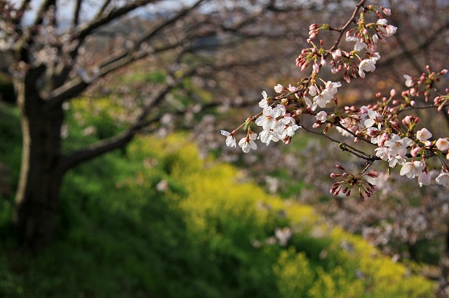 a0242438_1937616.jpg