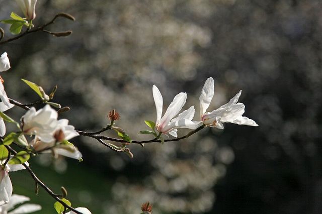 a0242438_19381414.jpg