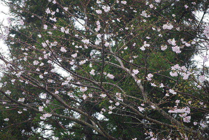 f0000148_3575796.jpg