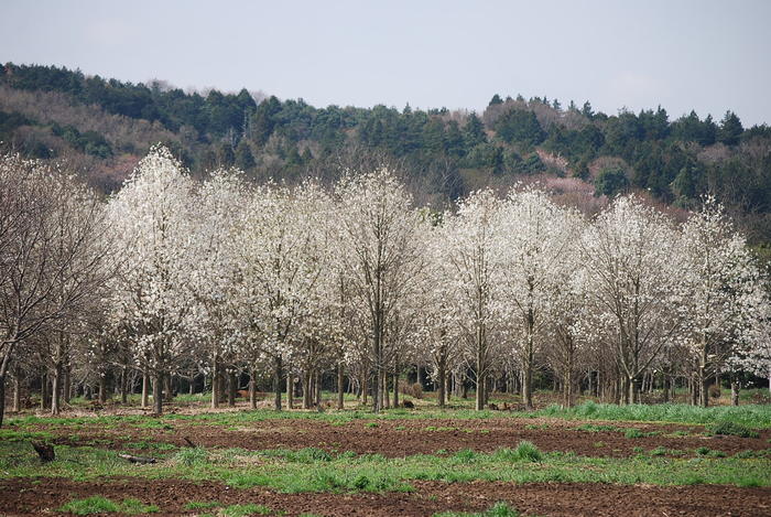 f0000148_4182867.jpg