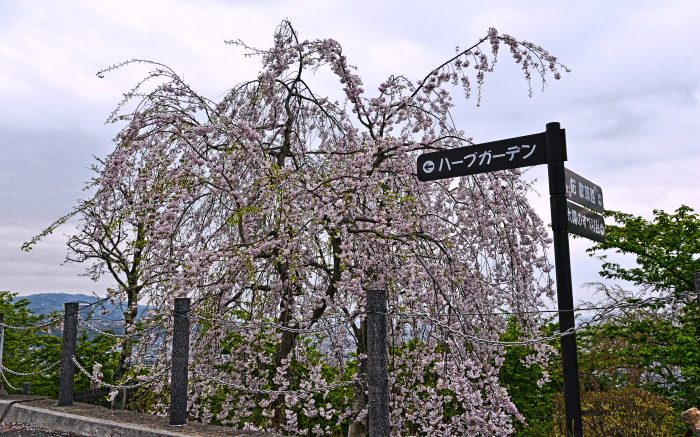 a0150260_0274182.jpg