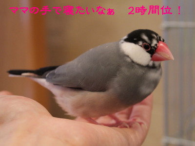 b0158061_2011495.jpg