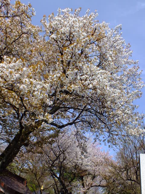 e0145782_21174837.jpg