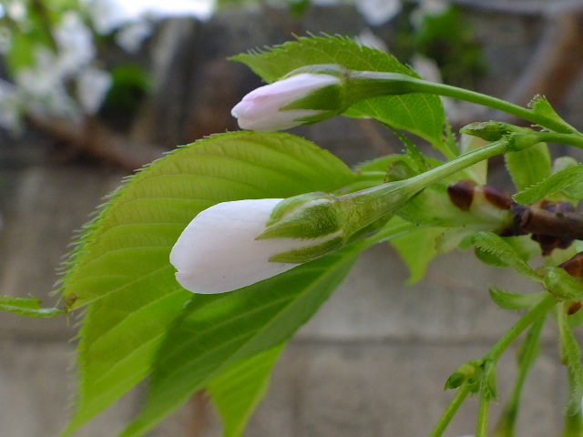 e0145782_2121886.jpg