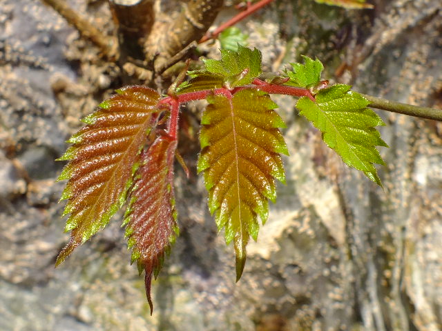 e0145782_21274699.jpg