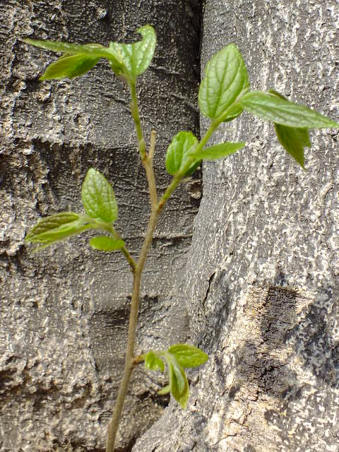 e0145782_21294143.jpg