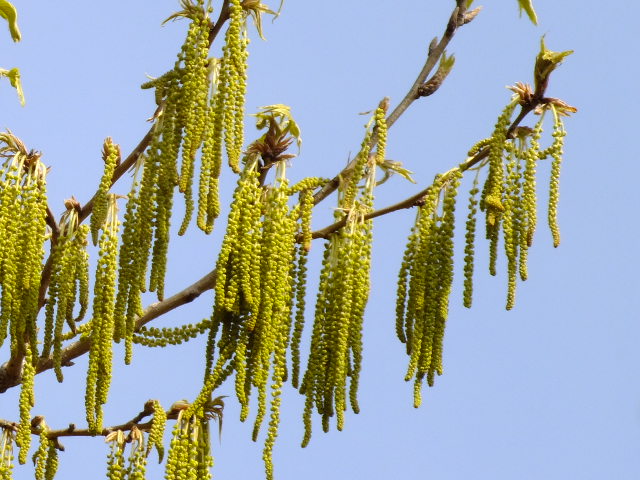 e0145782_21311666.jpg