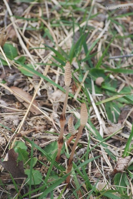 e0025300_1583556.jpg