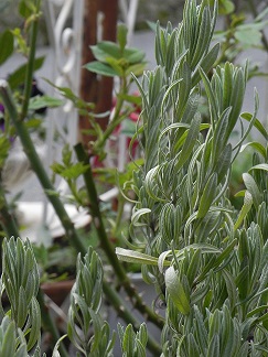 c0152002_9161529.jpg
