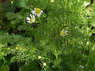 c0152002_9174938.jpg