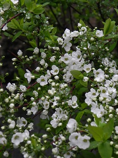 c0152002_9412770.jpg